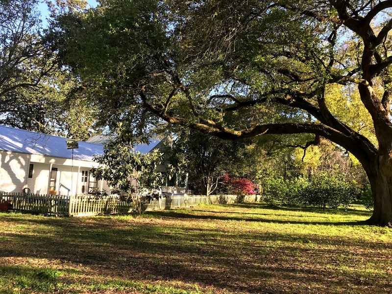 On the grounds of the Arceneaux House.  The live oaks on the property are over 150 years old.